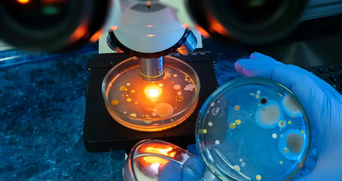 Microscopic Examination